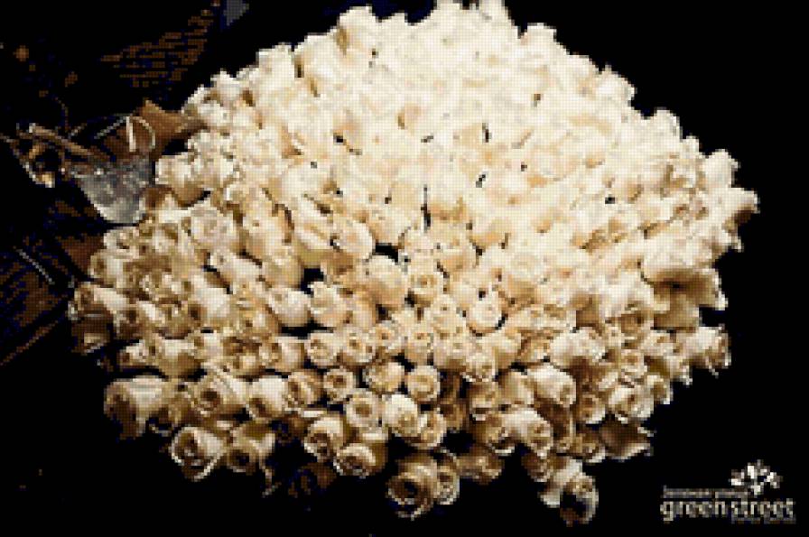 розы - цветы, розы, букет - предпросмотр