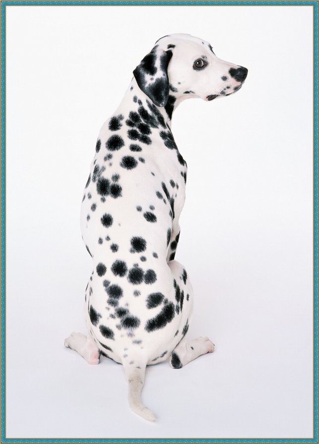 далматинец - животные, собаки - оригинал