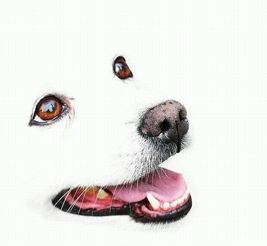 Собака - живопись, животные, собака - оригинал