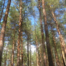 Схема вышивки «лес»