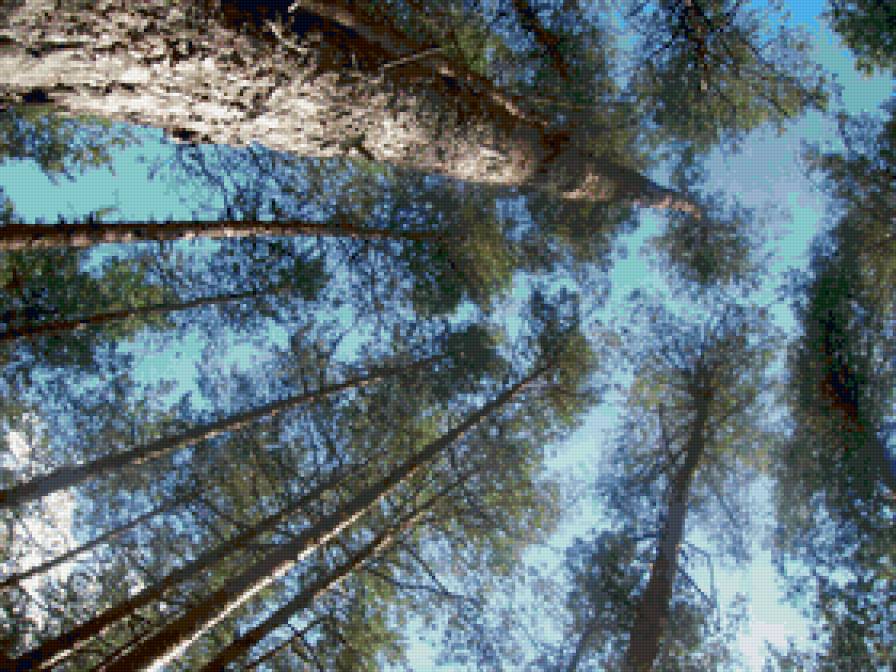 к небесам - небо, лес, природа - предпросмотр