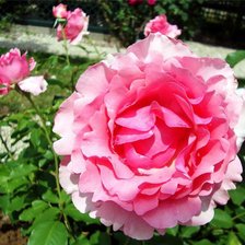 Схема вышивки «розы»