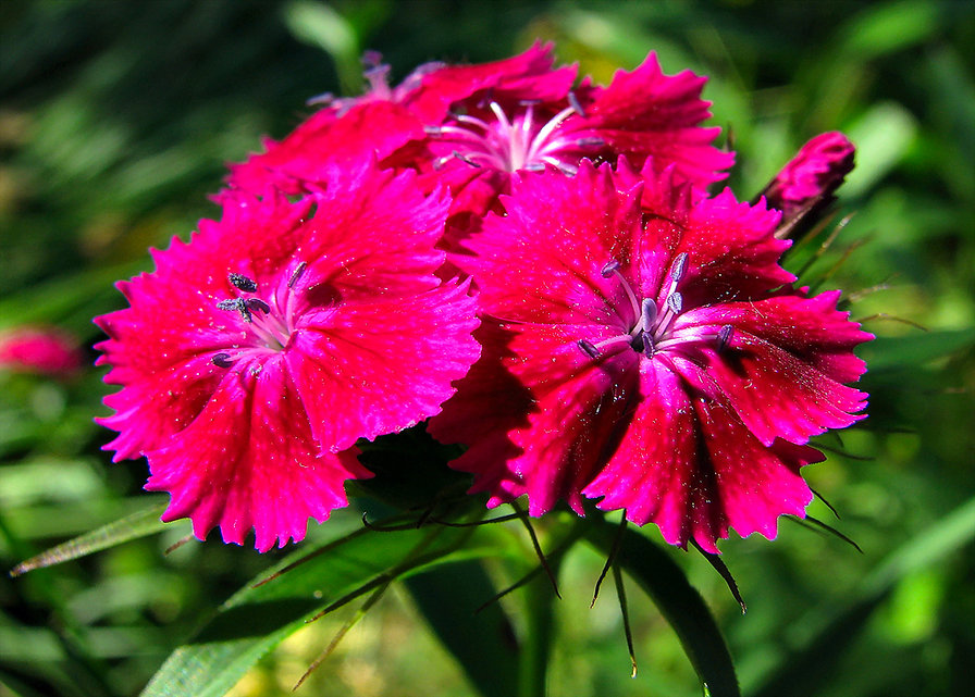 №49807 - гвоздики, цветы - оригинал