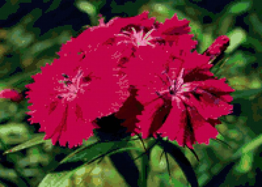 №49807 - цветы, гвоздики - предпросмотр