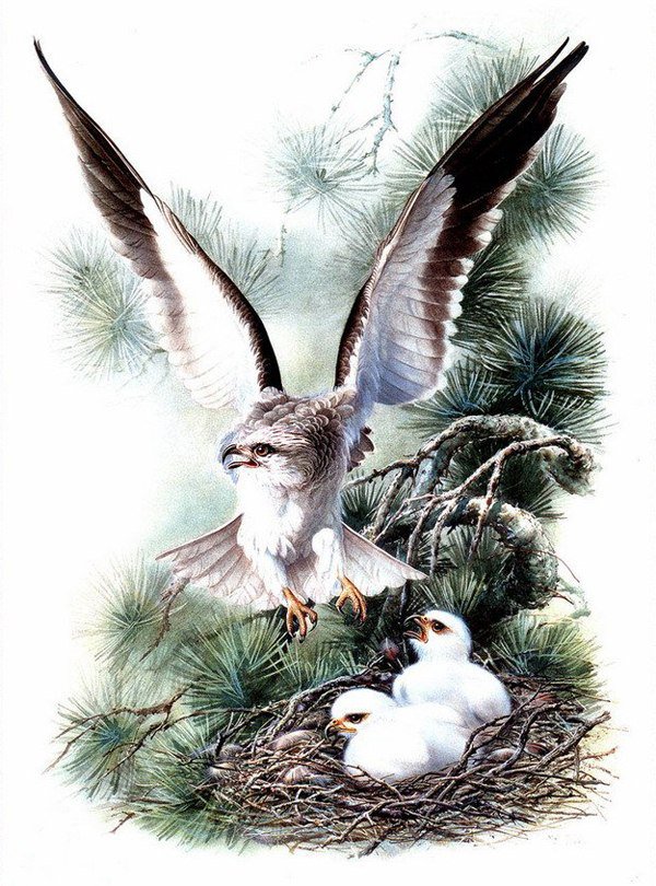 Сокол - сокол, хвоя, птенцы, гнездо, сосна, птицы - оригинал