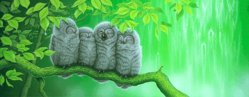 Маленькие совы - водопад, пейзаж, птицы, совы, филины - оригинал