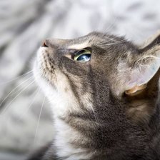 Схема вышивки «котик»