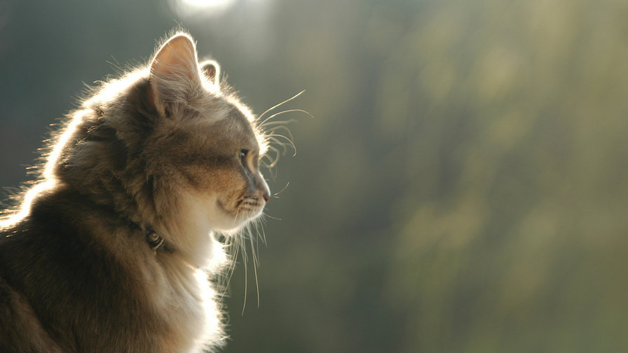 котик - оригинал