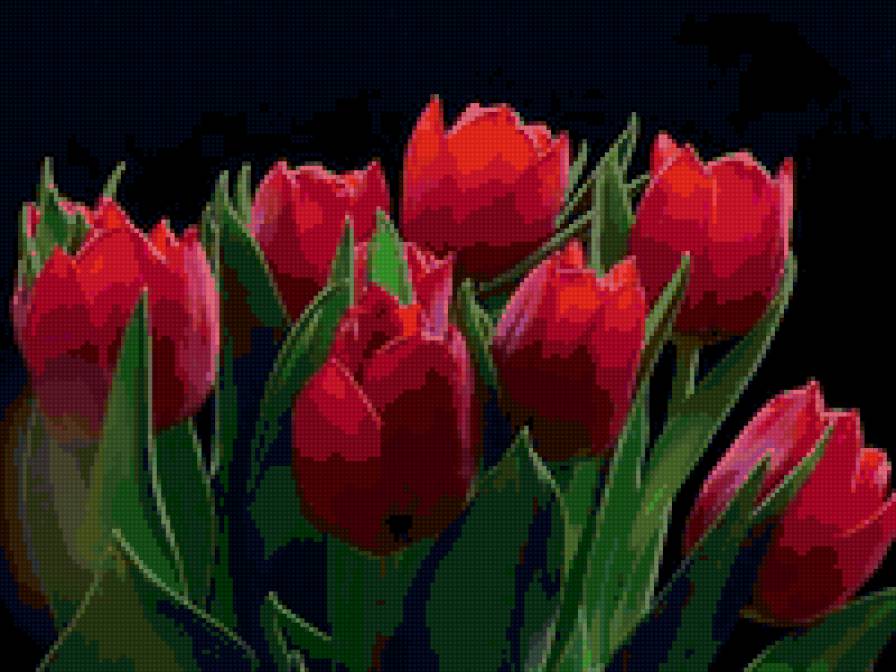 тюльпаны - тюльпаны, цветы - предпросмотр
