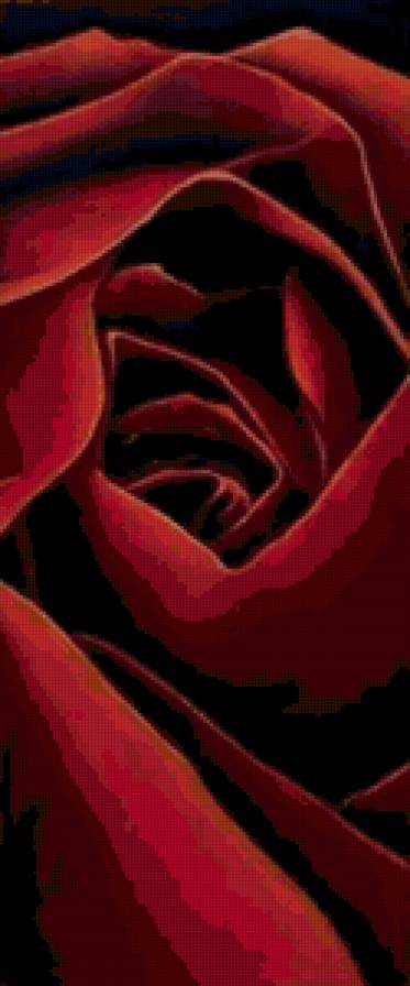 Роза часть 2 - цветы, роза - предпросмотр