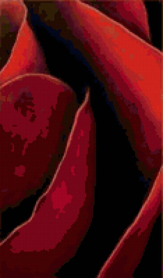 Роза часть 3 - цветы, роза - предпросмотр