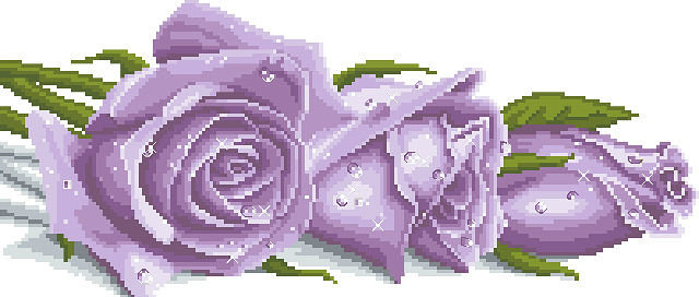 роза - роза, цветы - оригинал