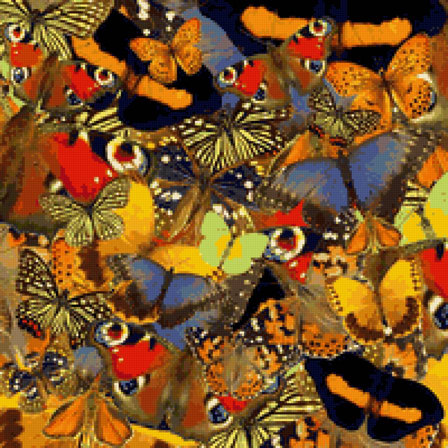 бабочки - предпросмотр