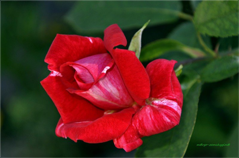 роза - роза, цветы, розы, цветок - оригинал