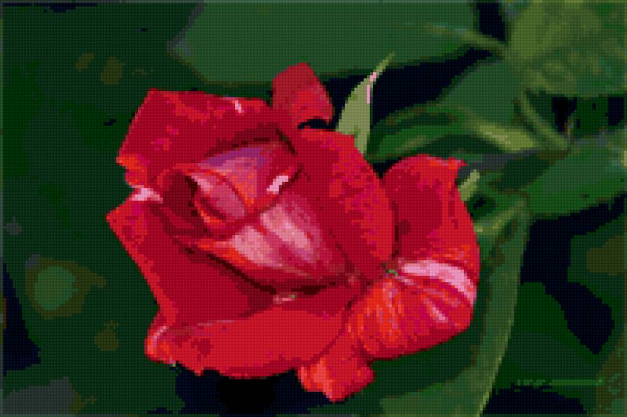 роза - цветы, цветок, розы, роза - предпросмотр