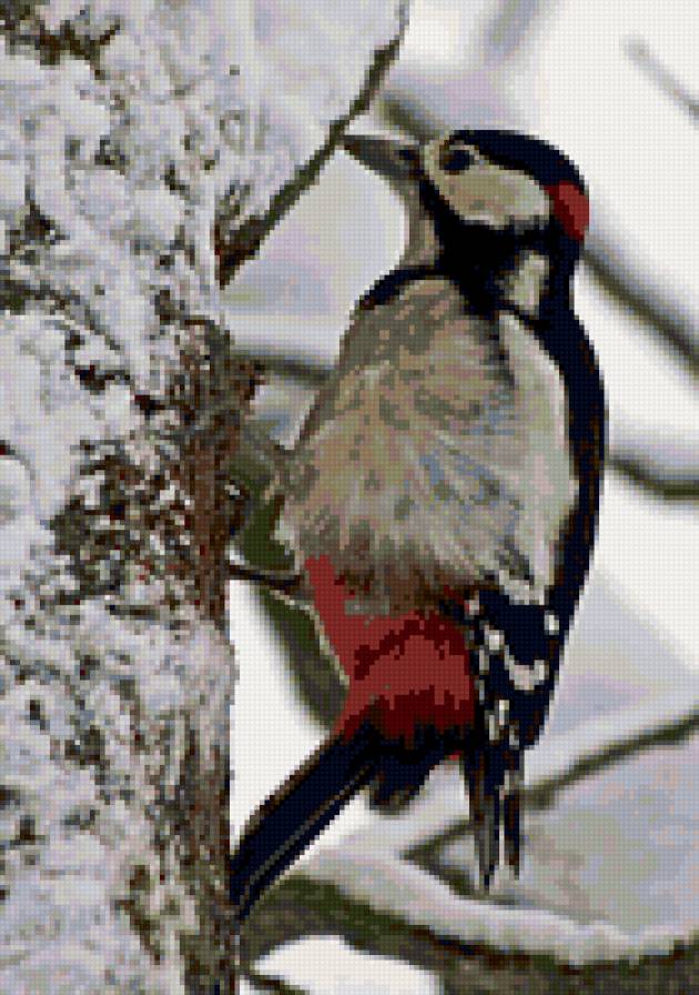 дятел - природа, дятел, птицы - предпросмотр