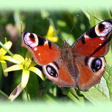 Схема вышивки «№50925»