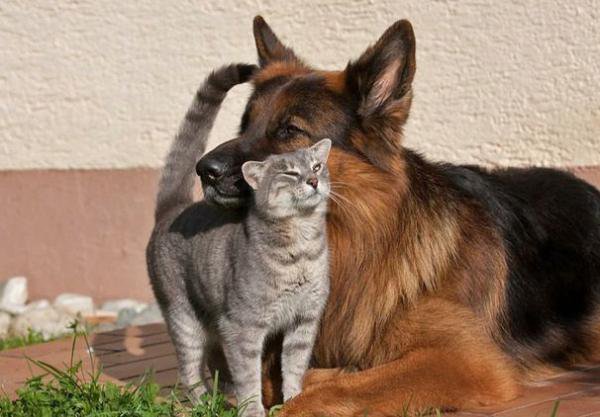 дружба - собака, кот - оригинал