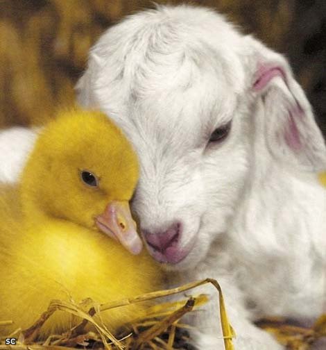 нежность - козочка, животные, уточка - оригинал