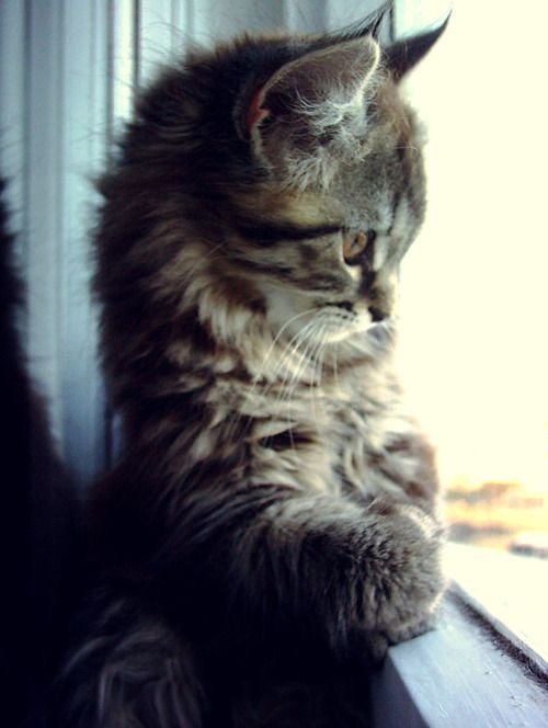 котик - оригинал