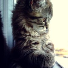 Схема вышивки «котик»