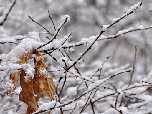 №51175 - оригинал