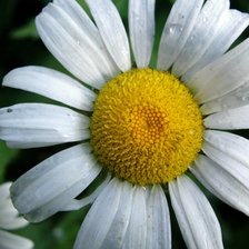 Схема вышивки «№51188»