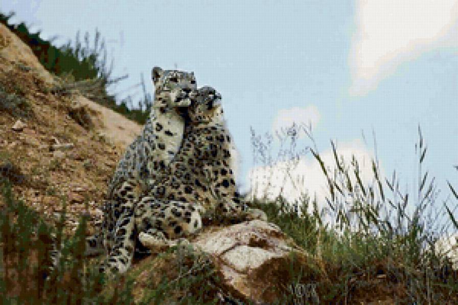 Кошки - кошки - предпросмотр