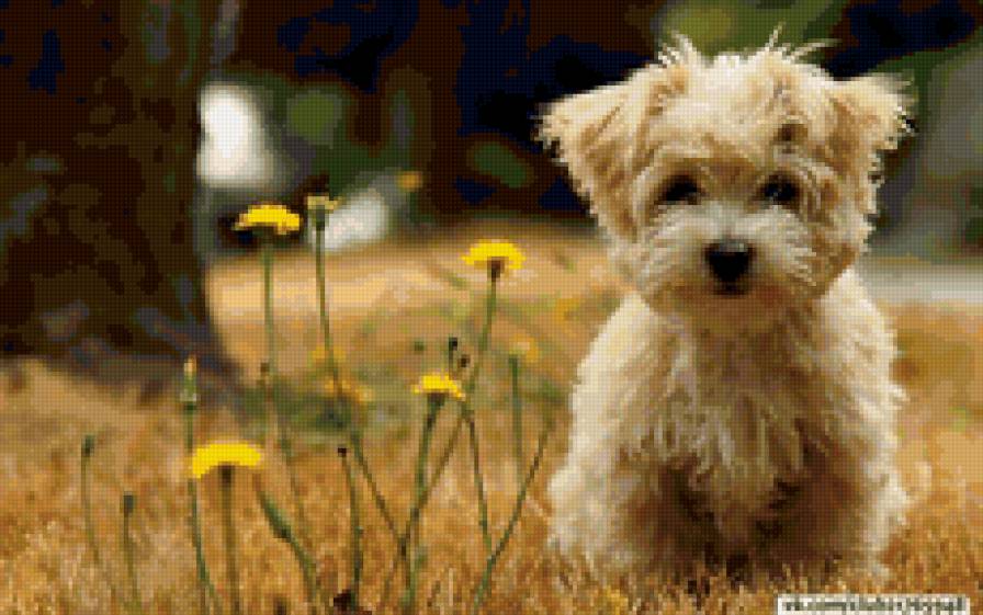 пёсик - собака - предпросмотр