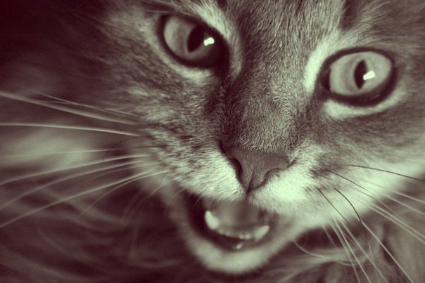 Кошка - кошки - оригинал