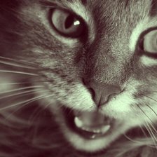 Схема вышивки «Кошка»