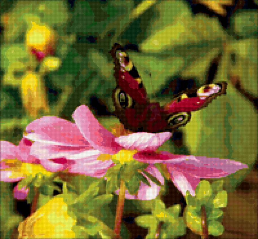 №51671 - природа, бабочка, весна, цветок - предпросмотр