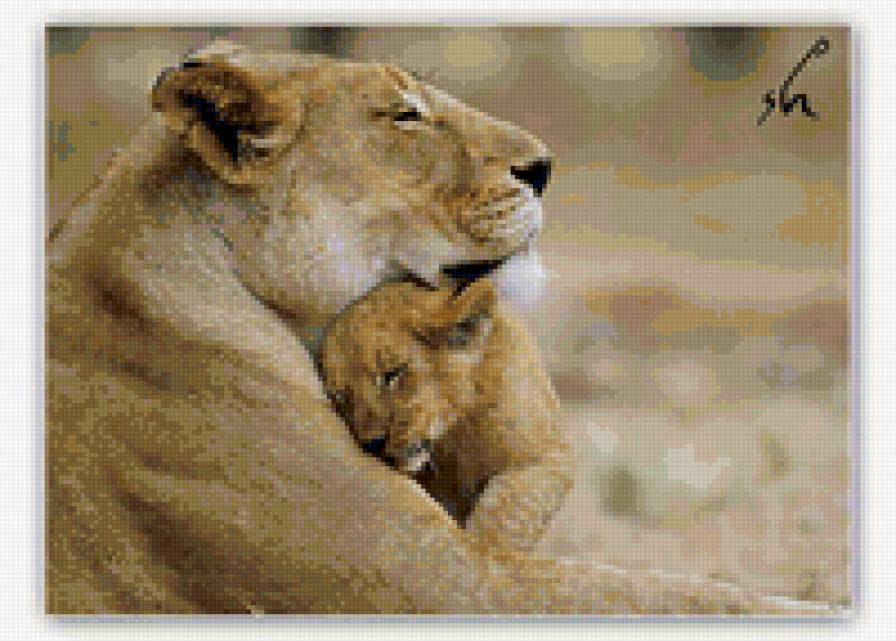 №51679 - любовь, львы - предпросмотр