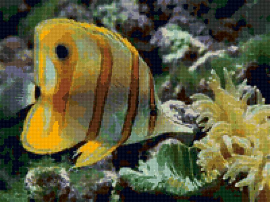 аквариум - подводный мир, рыба, аквариум, водоем - предпросмотр