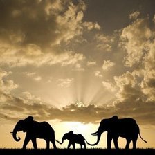 Схема вышивки «Семья слонов»