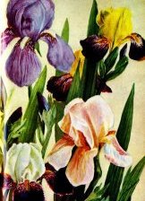 Схема вышивки «478»