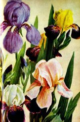 479 - цветы - оригинал