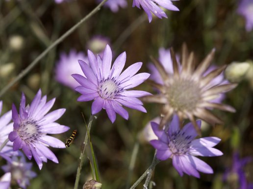 №52231 - оригинал