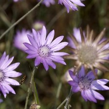 Схема вышивки «№52231»