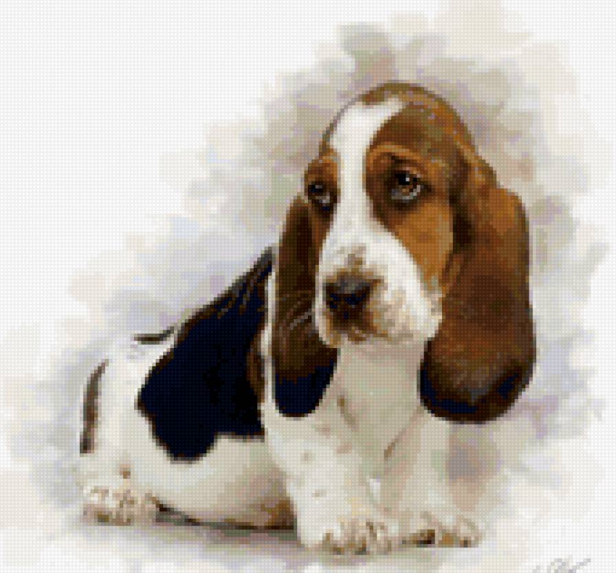 Щенок бассета - собака, щенок, животные - предпросмотр