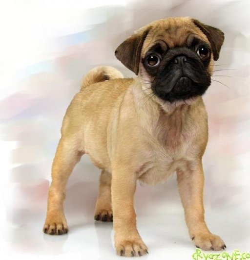 Мопс - собака, животные, мопс - оригинал