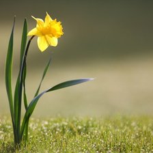 Схема вышивки «№52244»