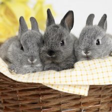 Схема вышивки «№52271»