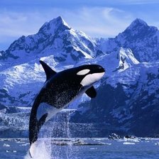 Схема вышивки «Касатка»