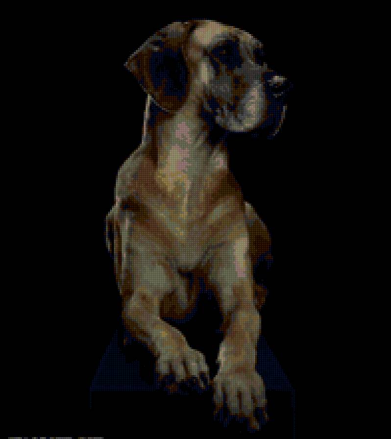 Дог - собака, животные, дог - предпросмотр