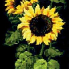 Схема вышивки «подсолнухи на черной конве»