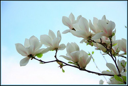 серия Цветы - цветы, природа - оригинал