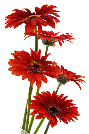 серия Цветы - природа, цветы - оригинал