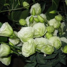 Схема вышивки «Ипомеи»