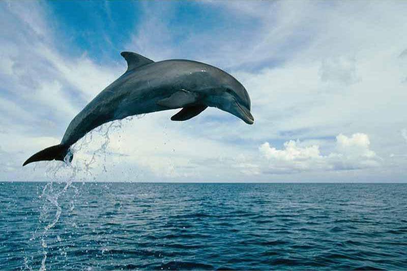 Полет дельфина - море, животные, природа - оригинал